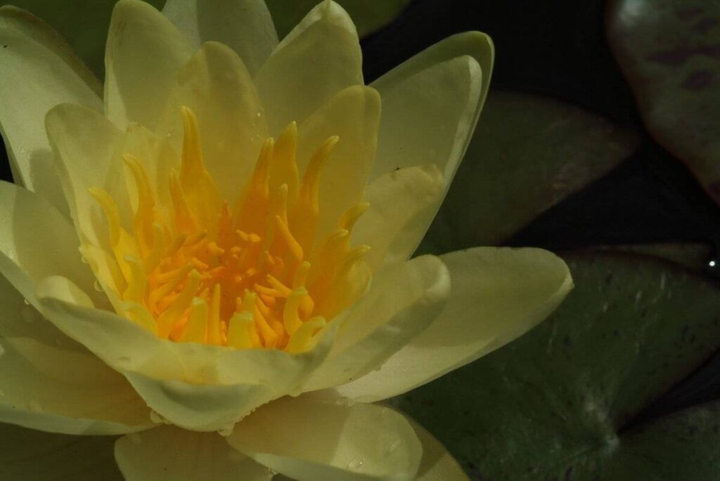 Nymphaea Marliacea Chromatella