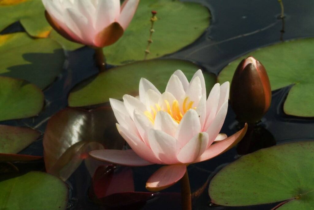 Nymphaea Marliacea Carnea