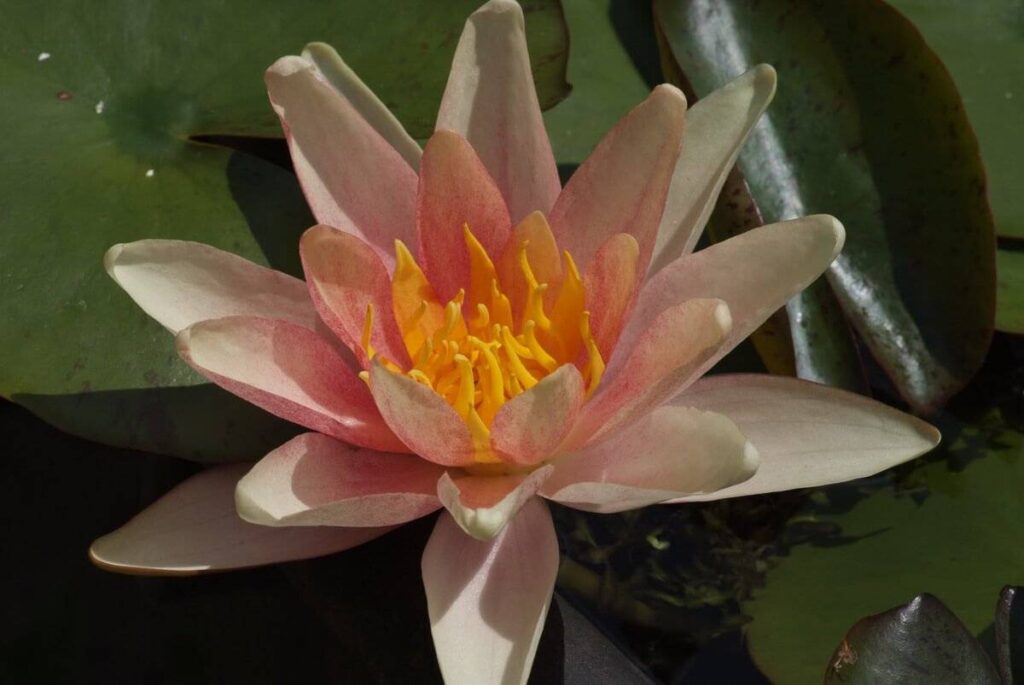 Nymphaea Paul Hariot