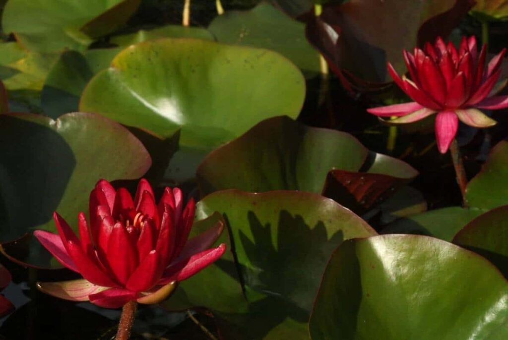 Nymphaea Perry's Red Glow