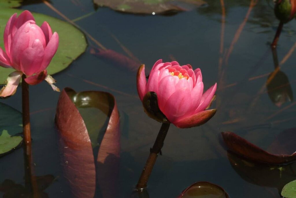 Nymphaea Pink Opal