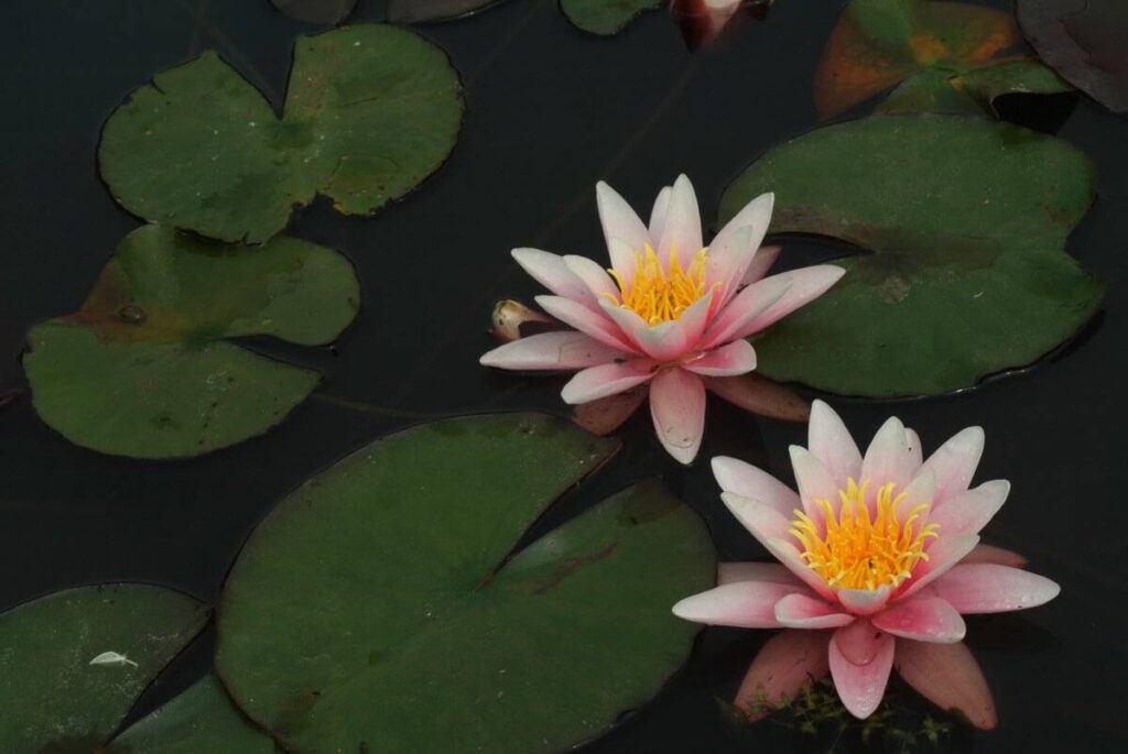 Nymphaea Pink Sensation
