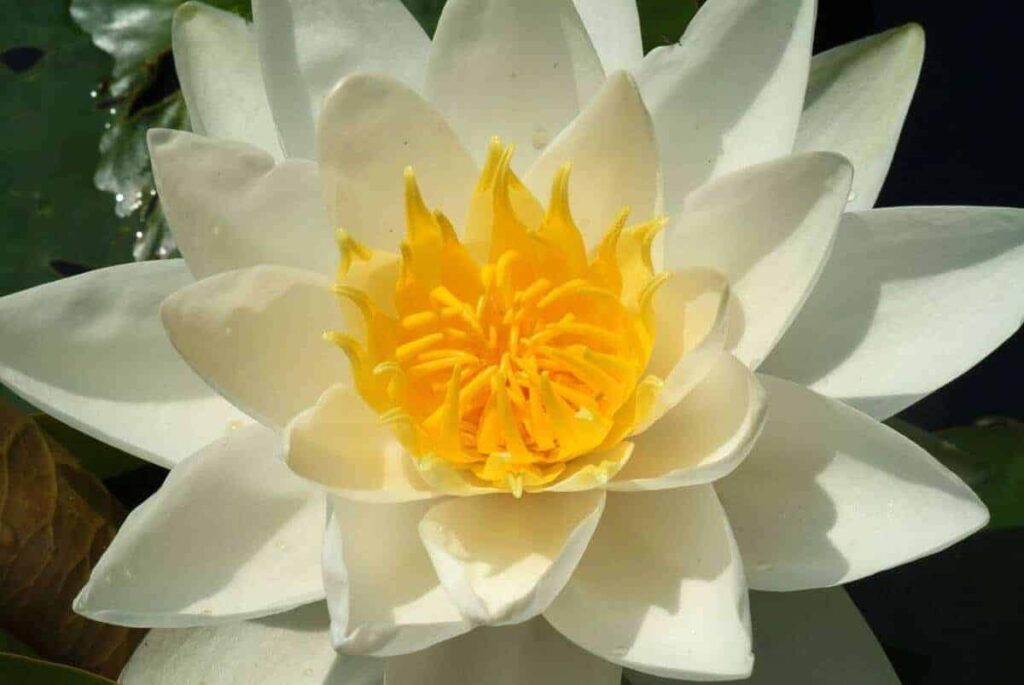 Nymphaea Pöstlingberg