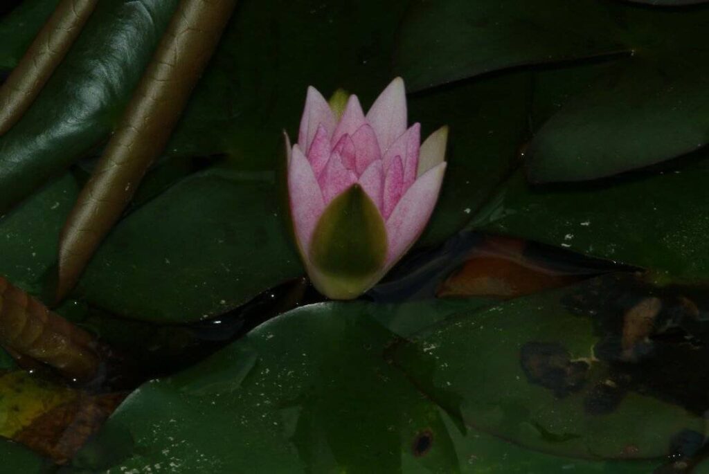 Nymphaea pygmaea 'Rubra'