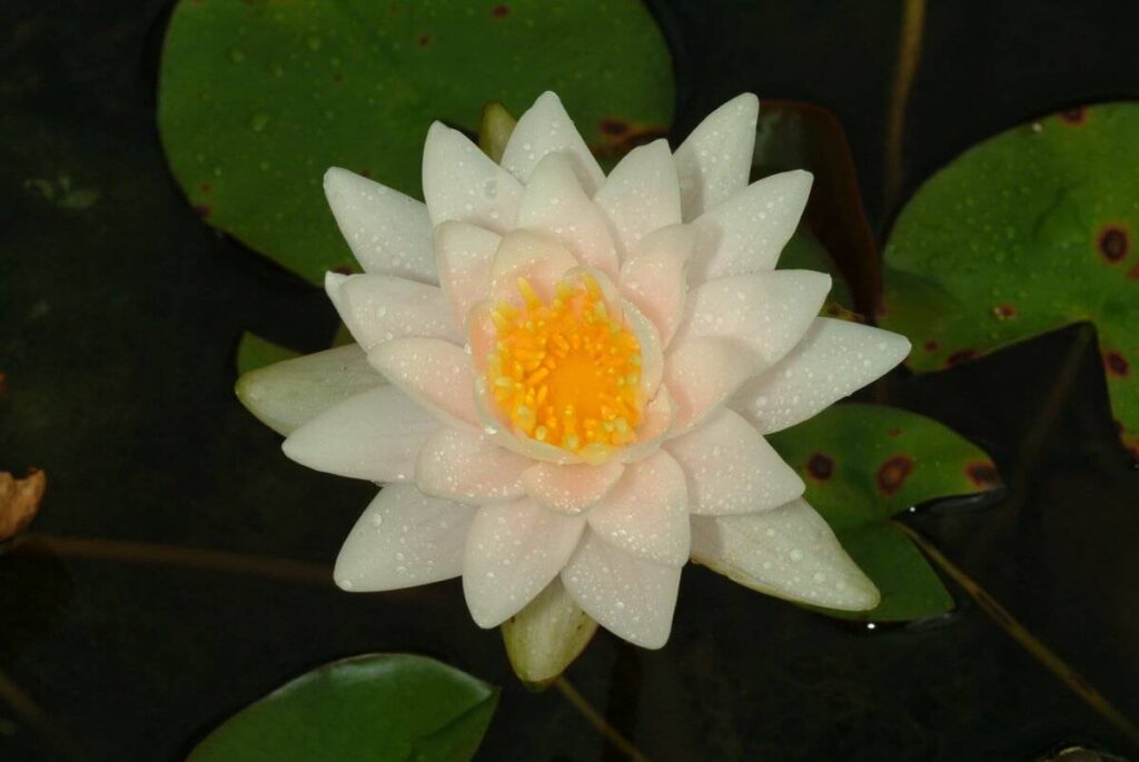 Nymphaea Walter Pagels