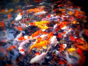 palet-koi-kleur