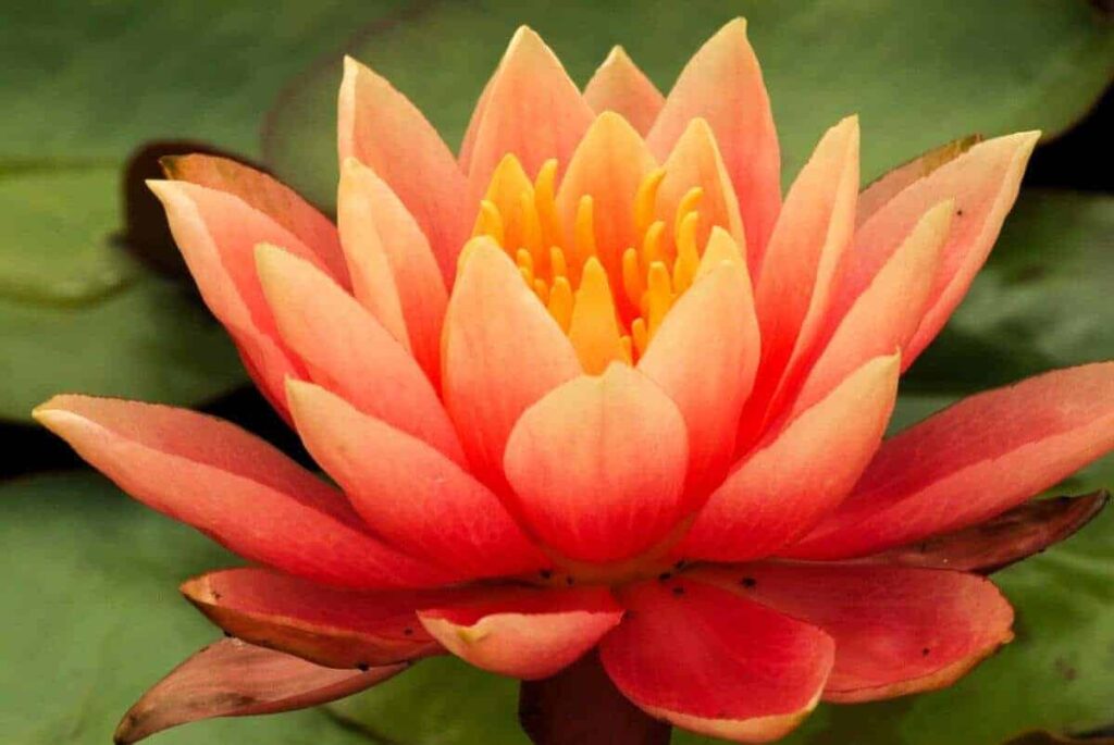 Nymphaea Colorado bloem