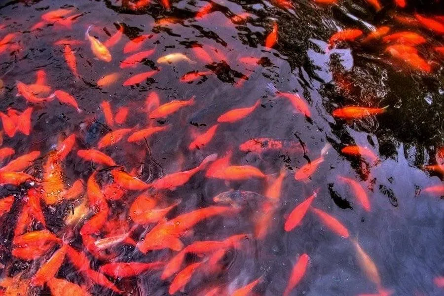 80 goudvissen in veenendaal gracht