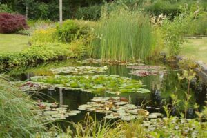 Tuinvijver of siervijver