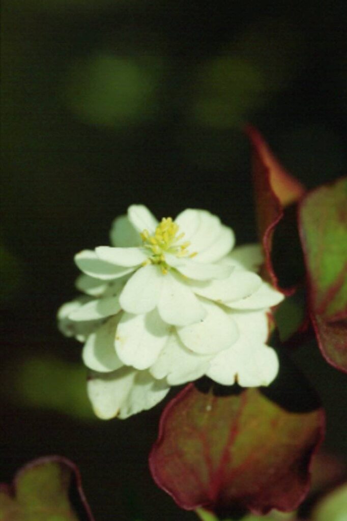 Houttuynia cordata Flore Plena