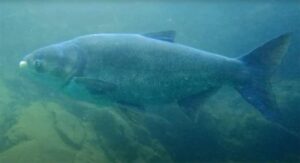 marmerkarper Aristichthys-nobilis