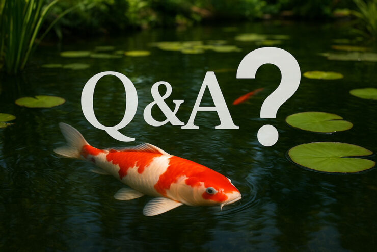Q&a