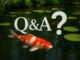 Q&a