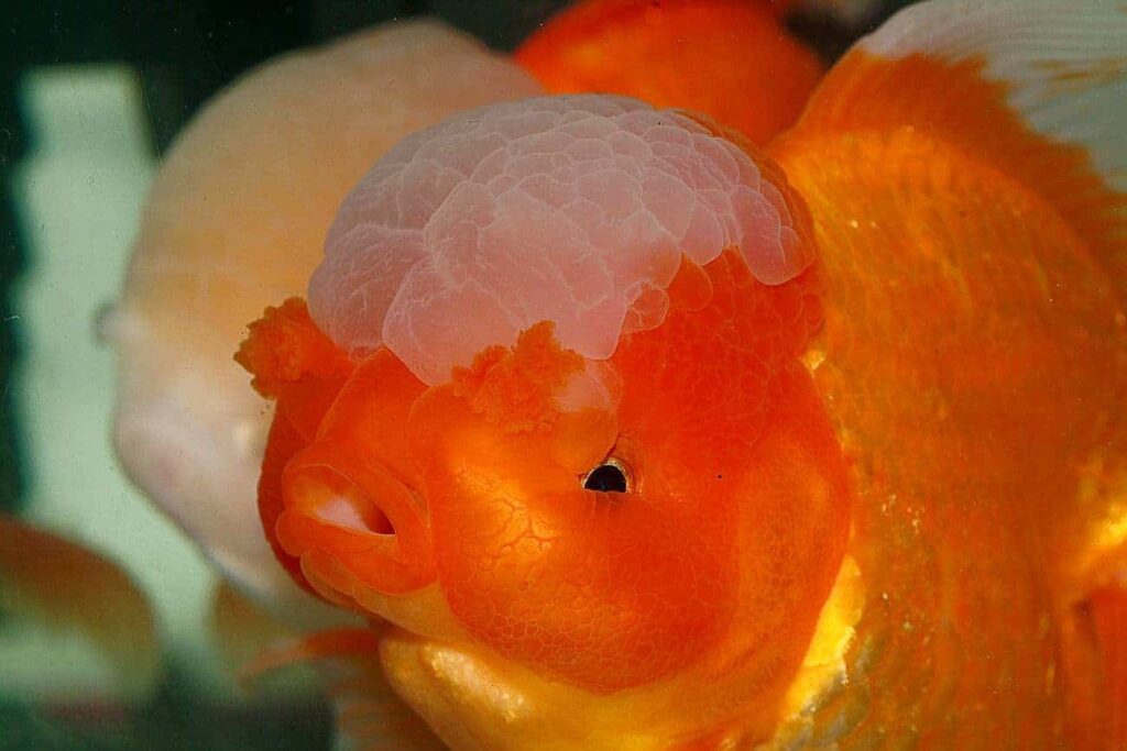 Oranda02