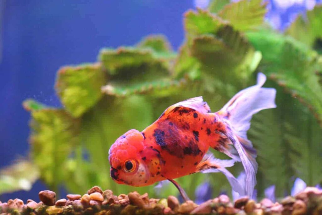 Oranda04