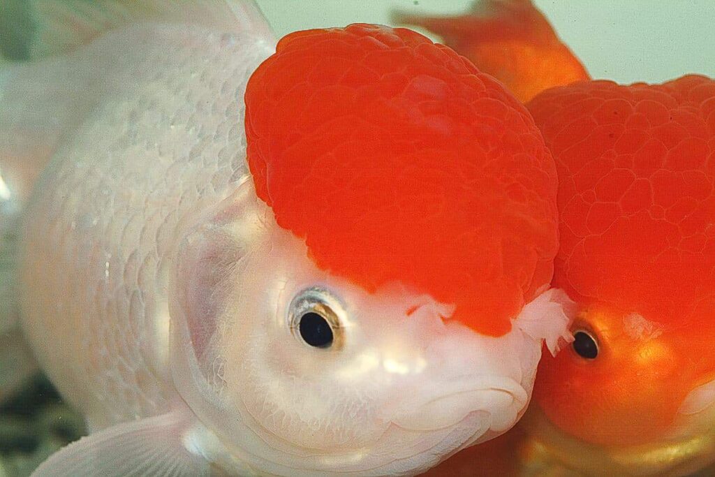 Oranda05