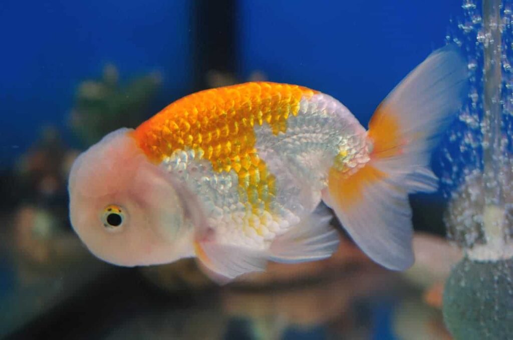 Ranchu03