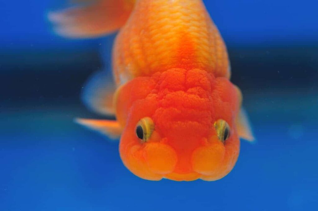 Ranchu04